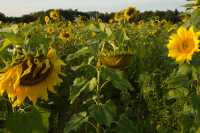 https://studiothomasvailly.com/files/gimgs/th-5_49_sunflower-bioplastic-harvest-polymer-stv-luma.jpg
